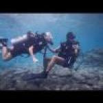 התמונה של כריש