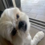 התמונה של Leo